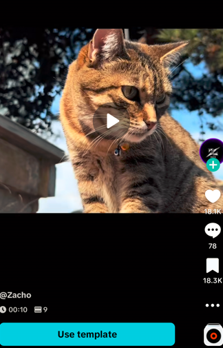 transition capcut template